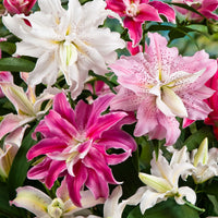 5x Lily (Lilium oriental) — Mix — White-red-orange - Hardy plant