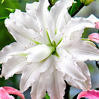 5x Lily (Lilium oriental) — Mix — White-red-orange - Hardy plant