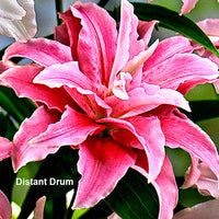 5x Lily (Lilium oriental) — Mix — White-red-orange - Hardy plant