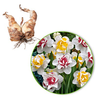 15x Daffodil  Narcissus - Mix 'Perfect Match' white-pink-yellow