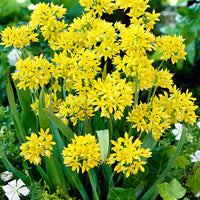 100x Allium moly Yellow