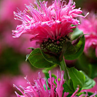 3x Bergamot 'Cranberry Lace' pink - Bare rooted - Hardy plant