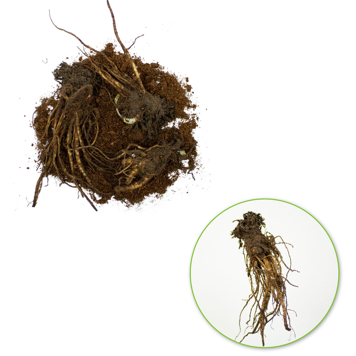 3x Oriental poppy Papaver 'Türkenlouis' red - Bare rooted - Hardy plant