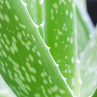 2x Aloe vera 'Clumb' incl. decorative pot