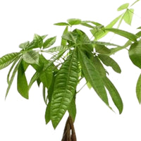 2x Money tree Pachira aquatica braided stem
