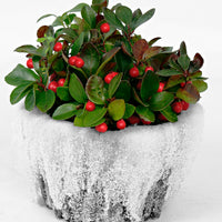 American wintergreen Gaultheria 'Big Berry' Red incl. decorative pot - Hardy plant