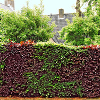 4x beech hedge Fagus — Mix 'green-red 'Atropurpurea' - Hardy plant