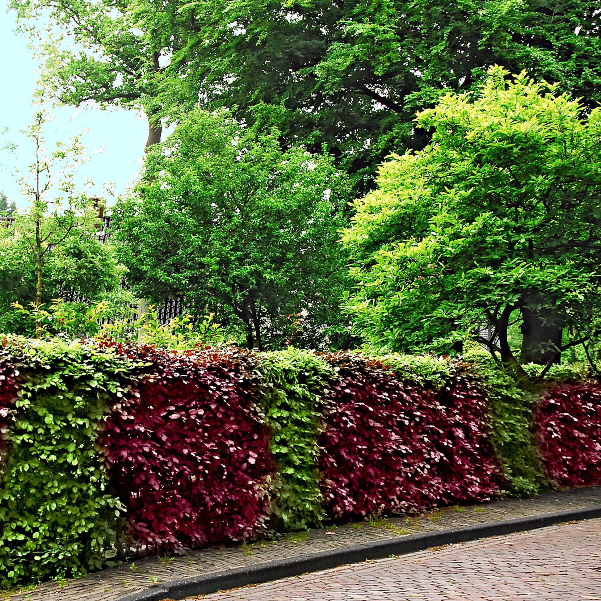 4x beech hedge Fagus — Mix 'green-red 'Atropurpurea'