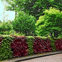 4x beech hedge Fagus — Mix 'green-red 'Atropurpurea' - Hardy plant