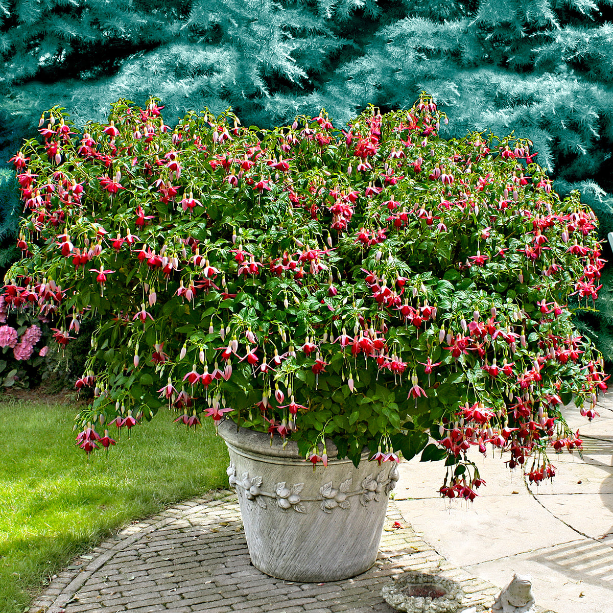 3x Fuchsia 'Celia Smedley' red-pink - Hardy plant