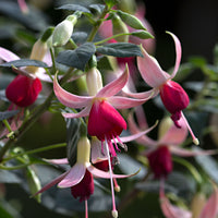 3x Fuchsia 'Celia Smedley' red-pink - Hardy plant