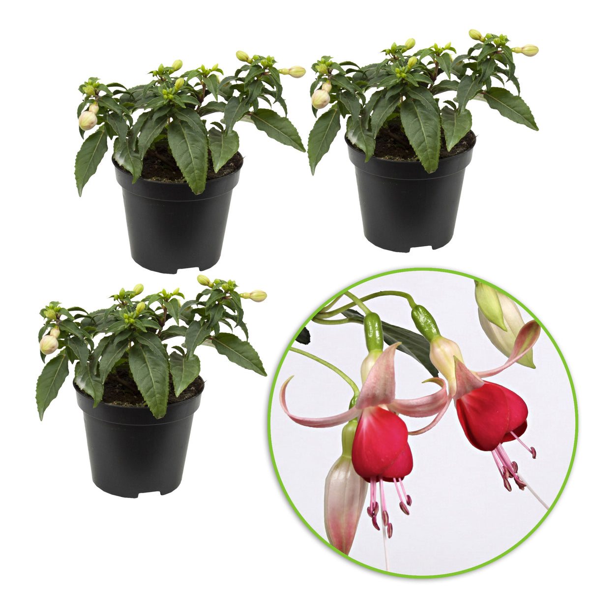 3x Fuchsia 'Celia Smedley' red-pink - Hardy plant