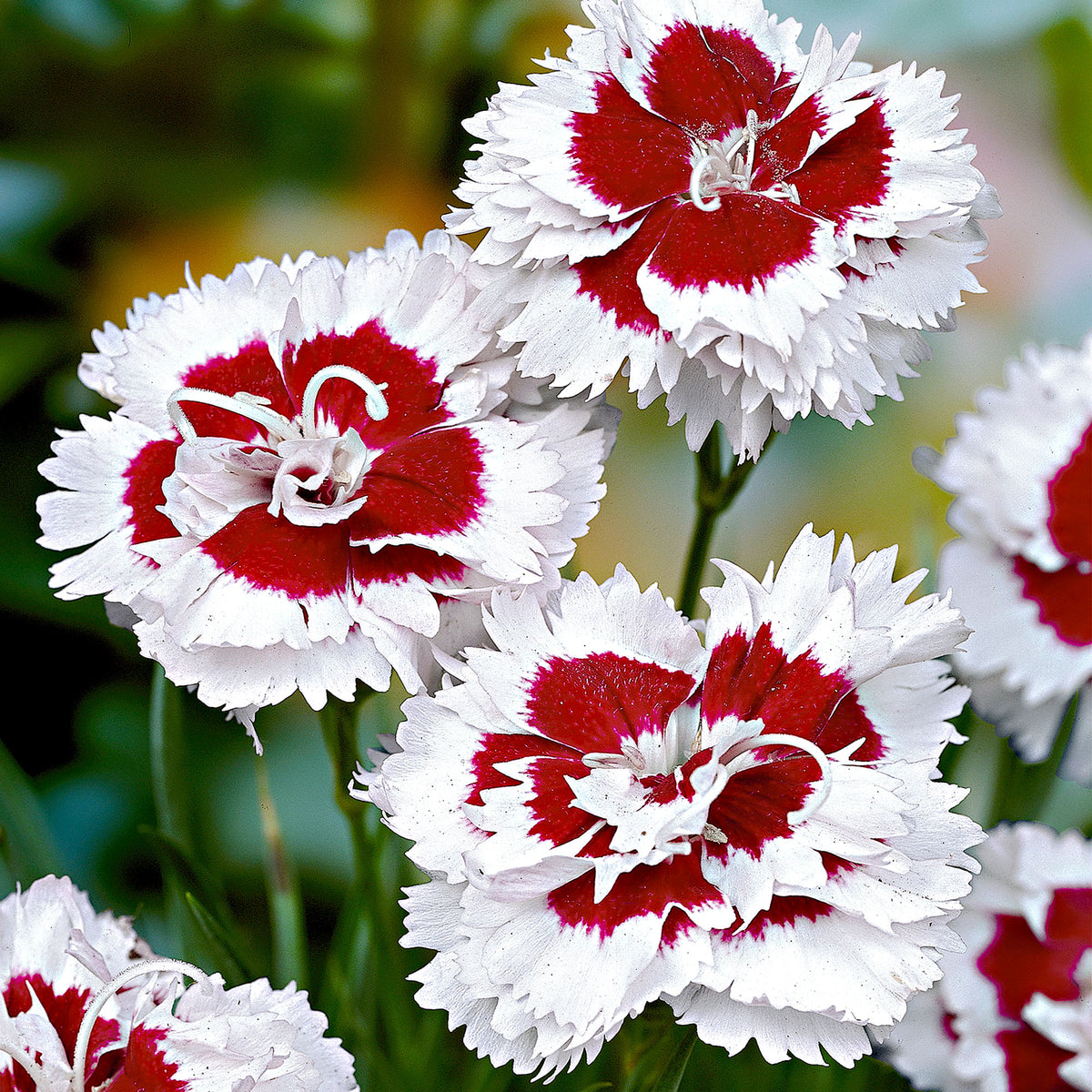 Bloody geranium Dianthus 'Alice' red-white - Hardy plant