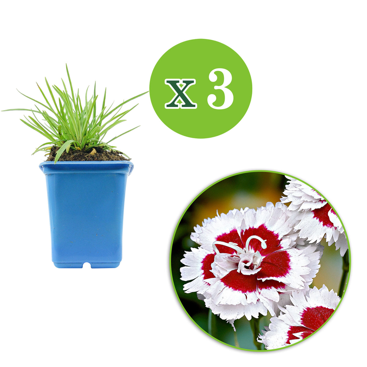 Bloody geranium Dianthus 'Alice' red-white - Hardy plant