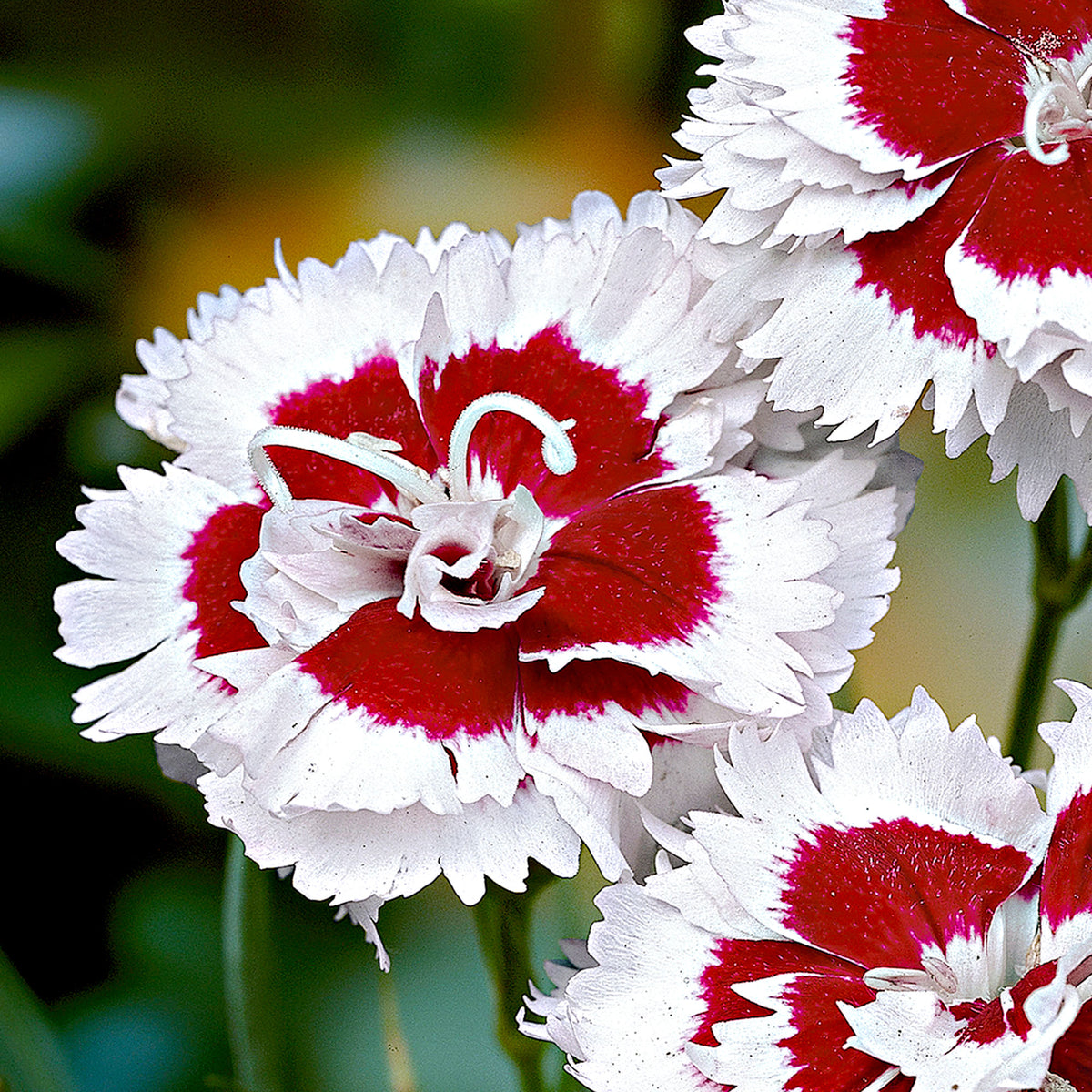 Bloody geranium Dianthus 'Alice' red-white - Hardy plant