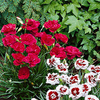 3x Bloody geranium Dianthus 'David' red - Hardy plant