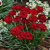 3x Bloody geranium Dianthus 'Desmond' red - Hardy plant