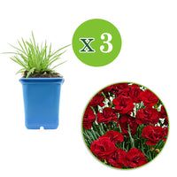 3x Bloody geranium Dianthus 'Desmond' red - Hardy plant