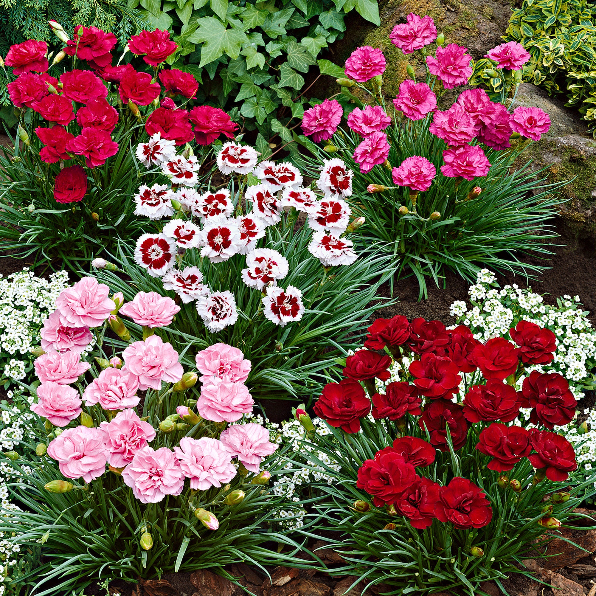 Buy hardy perennial 6x Garden Pinks Dianthus - Mix 'Pretty Pink
