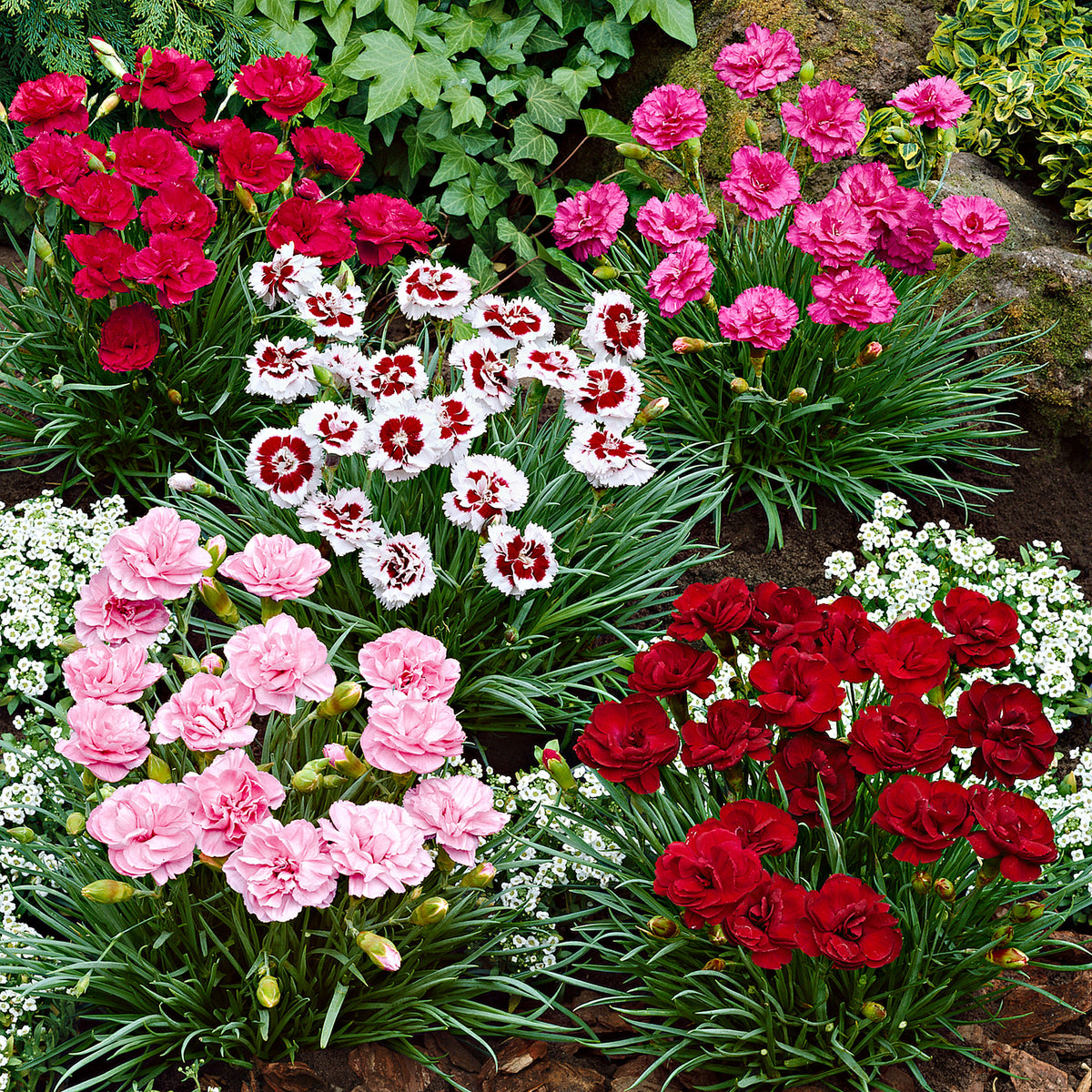 6x Garden Pinks Dianthus - Mix 'Pretty Pink' Red-White-Pink - Hardy plant