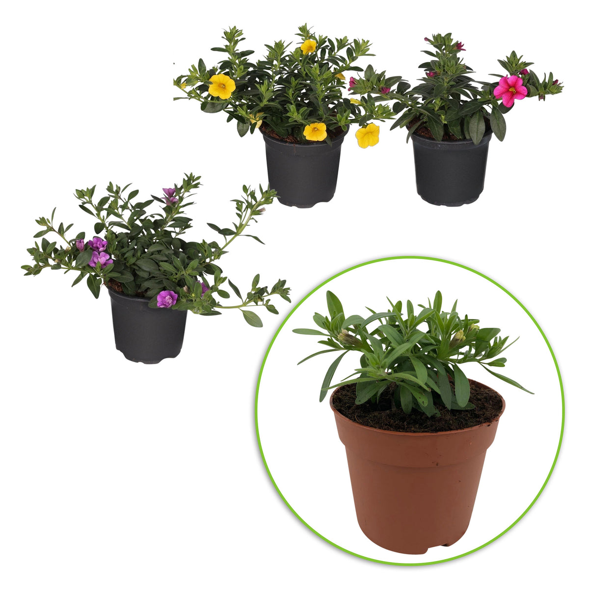 3x Mini petunia Calibrachoa 'Petticoat' yellow-pink-purple