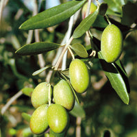 Olive tree Olea europaea 'Cipressino' incl. ceramic decorative pot in grey