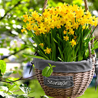 Daffodil  Narcissus ''Tête-à-Tête' ' yellow