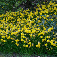 Daffodil  Narcissus ''Tête-à-Tête' ' yellow