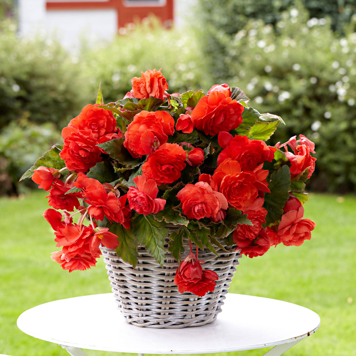 5x Begonia odorata 'Red Glory' red