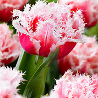 10x Fringed Tulips