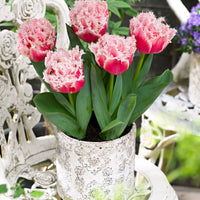 10x Fringed Tulips