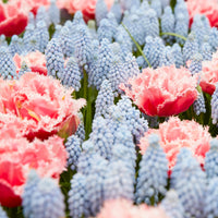 10x Fringed Tulips