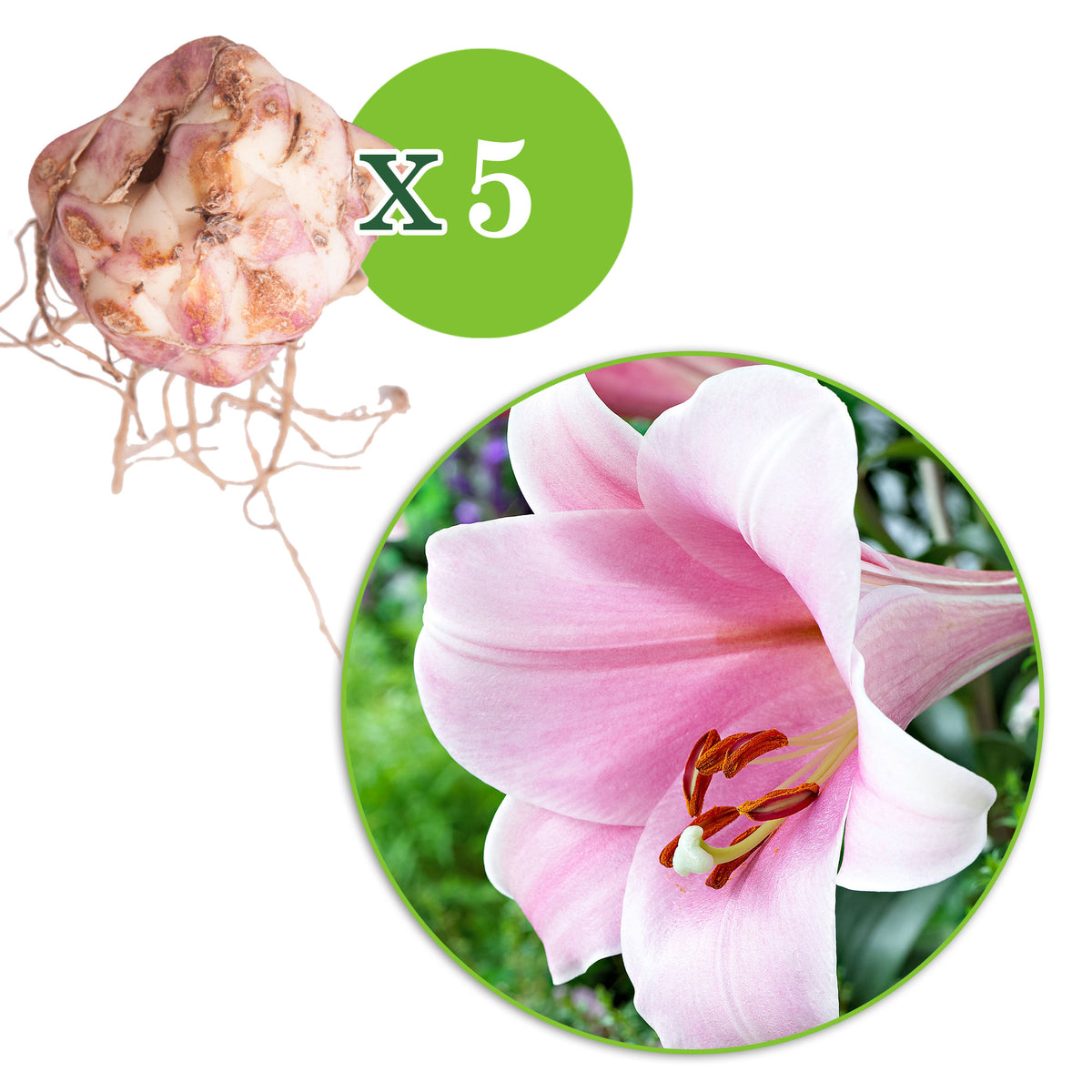 5x Lily 'Bellsong' pink